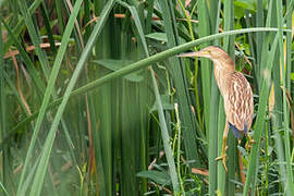 Yellow Bittern