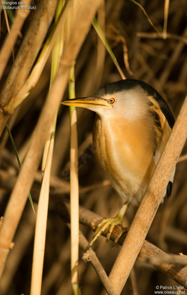 Little Bittern male adult post breeding