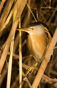 Little Bittern