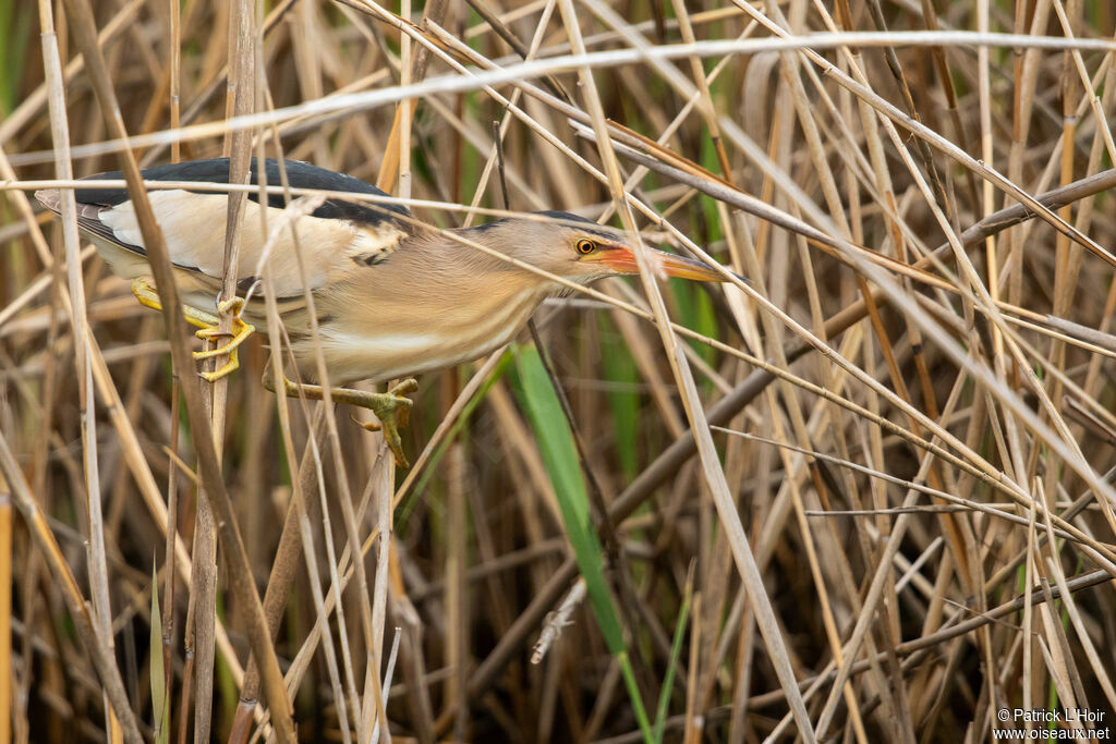 Little Bittern male adult