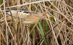 Little Bittern