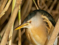 Little Bittern