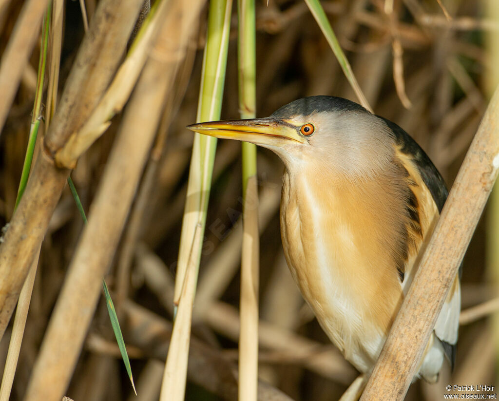 Little Bittern