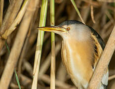 Little Bittern