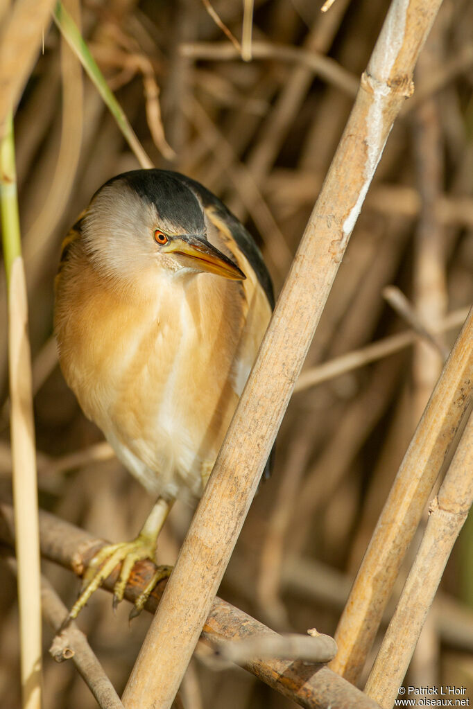 Little Bittern