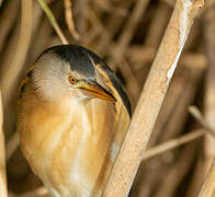 Little Bittern