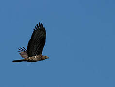 European Honey Buzzard