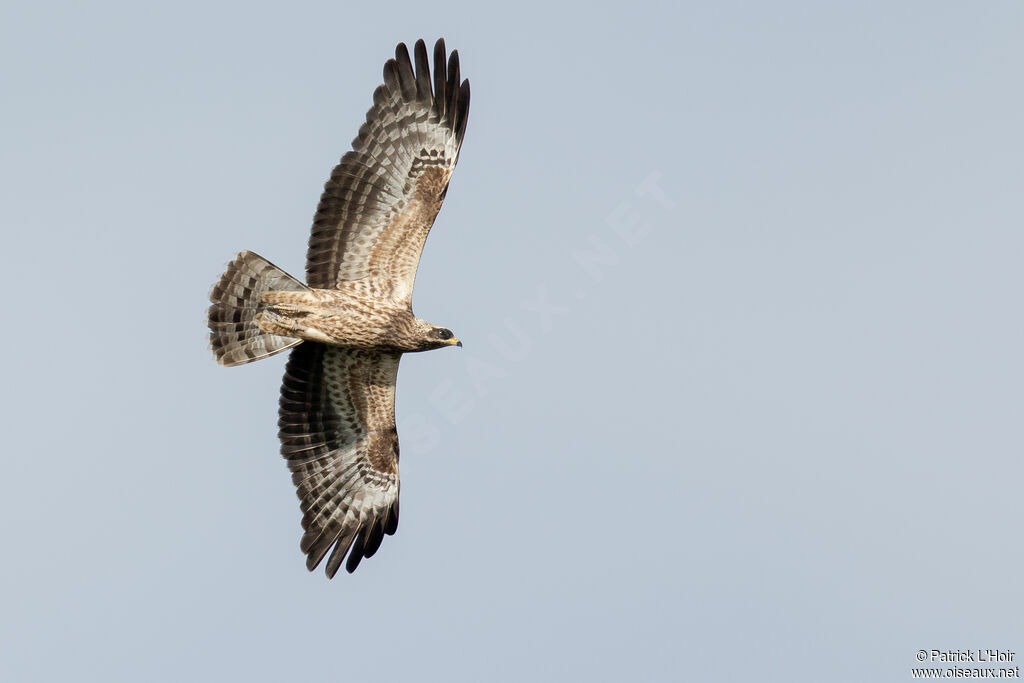 European Honey Buzzardjuvenile, Flight