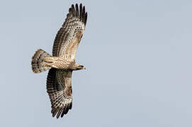 European Honey Buzzard