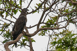 Crested Honey Buzzard