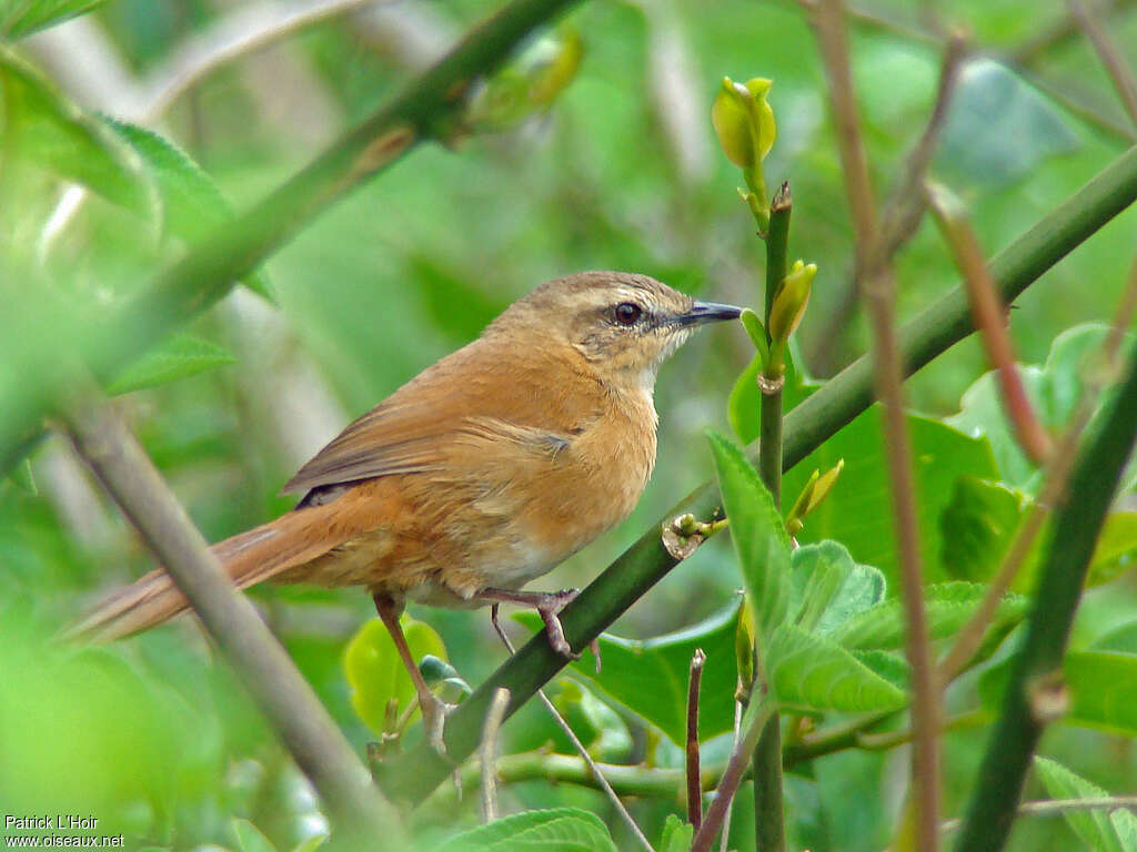 Bouscarle cannelleadulte, identification