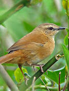 Cinnamon Bracken Warbler