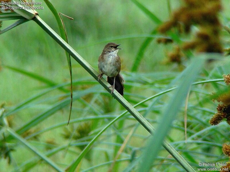 Little Rush Warbler male adult breeding, song