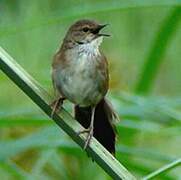 Little Rush Warbler