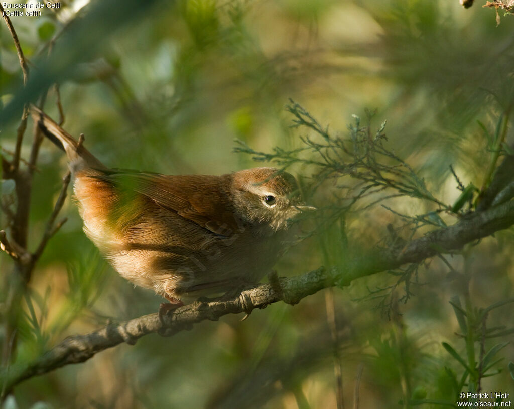 Cetti's Warbleradult