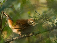 Cetti's Warbler