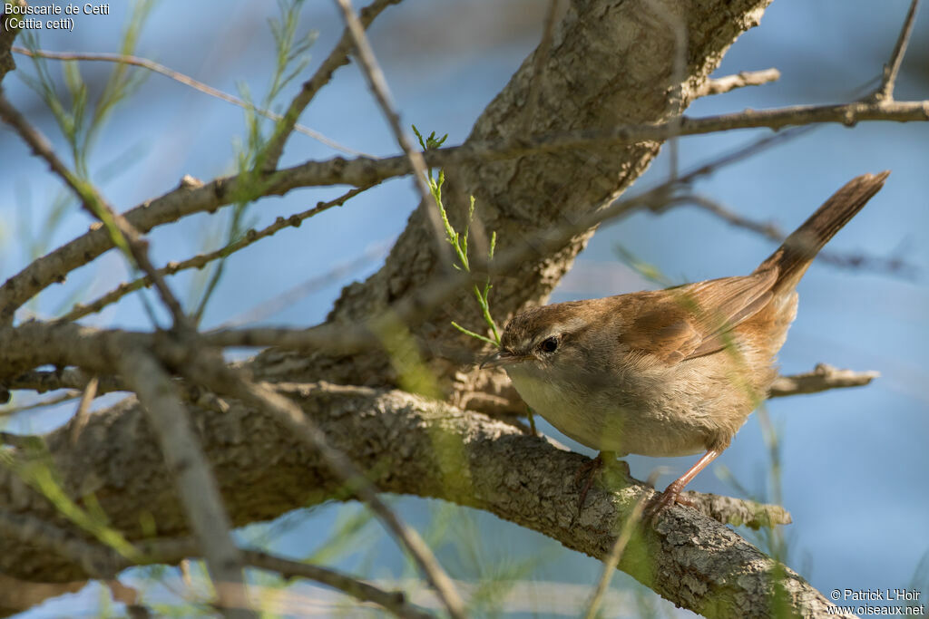 Bouscarle de Cetti