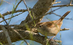 Bouscarle de Cetti