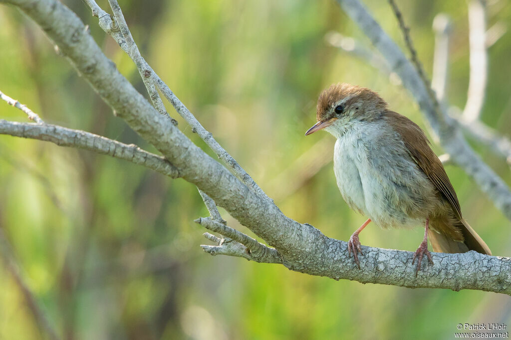 Cetti's Warbler