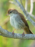 Cetti's Warbler