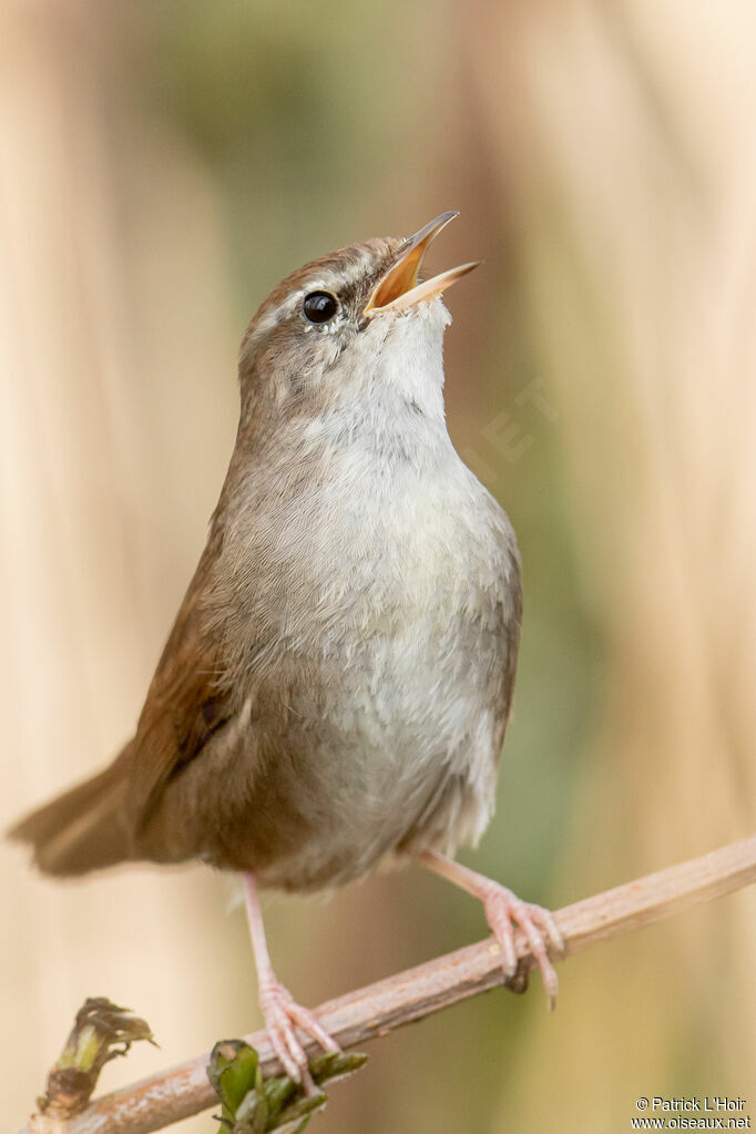 Bouscarle de Cetti