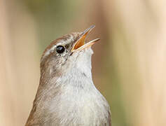 Cetti's Warbler