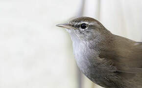 Cetti's Warbler