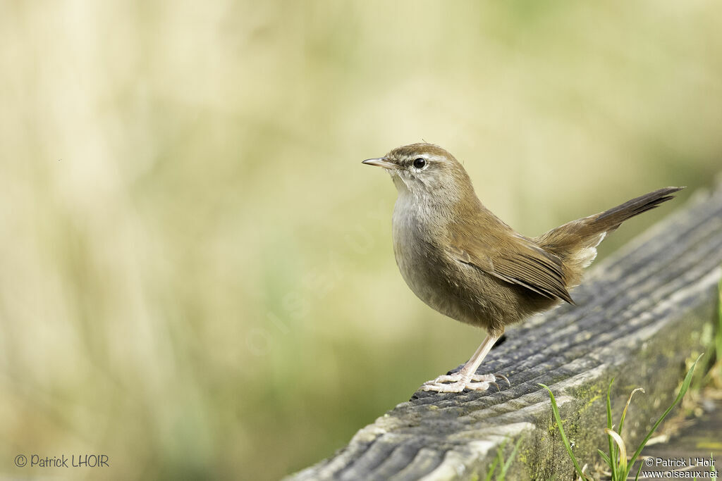 Cetti's Warbler