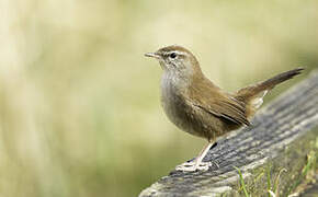 Cetti's Warbler