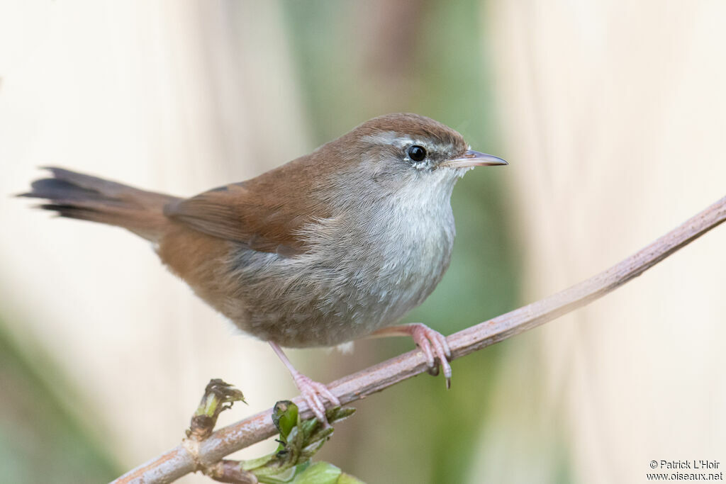 Bouscarle de Cetti