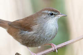 Cetti's Warbler