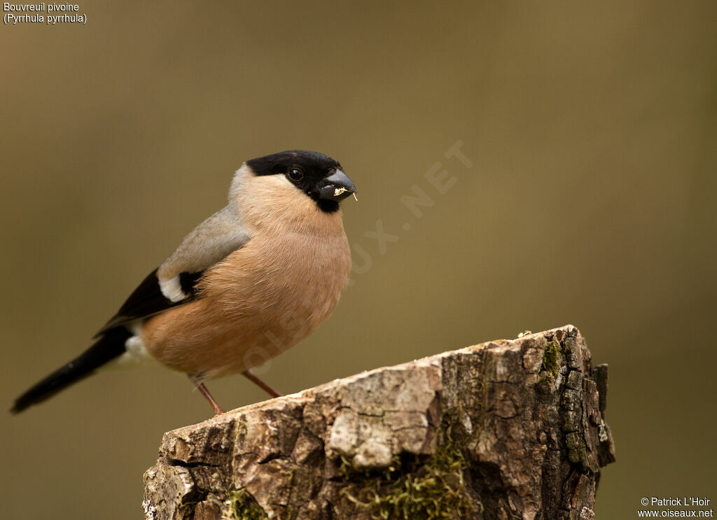 Eurasian Bullfinch female adult post breeding