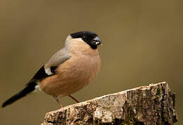 Eurasian Bullfinch