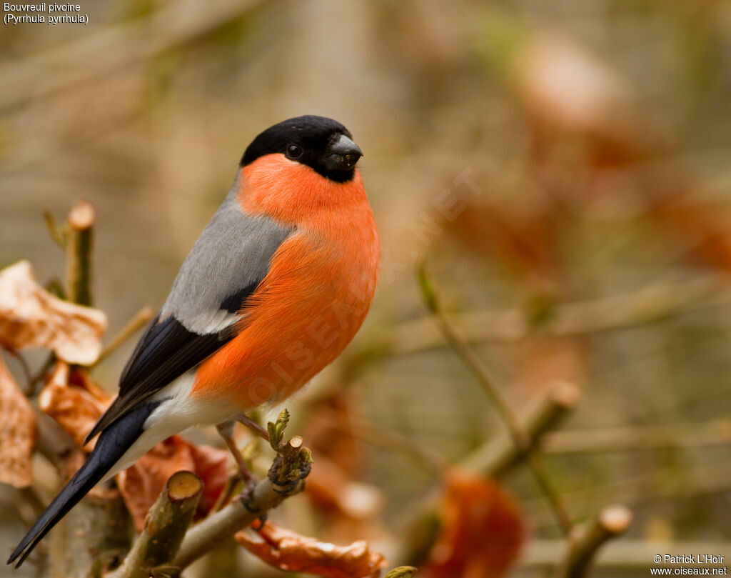 Eurasian Bullfinch male adult post breeding