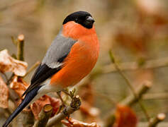 Eurasian Bullfinch