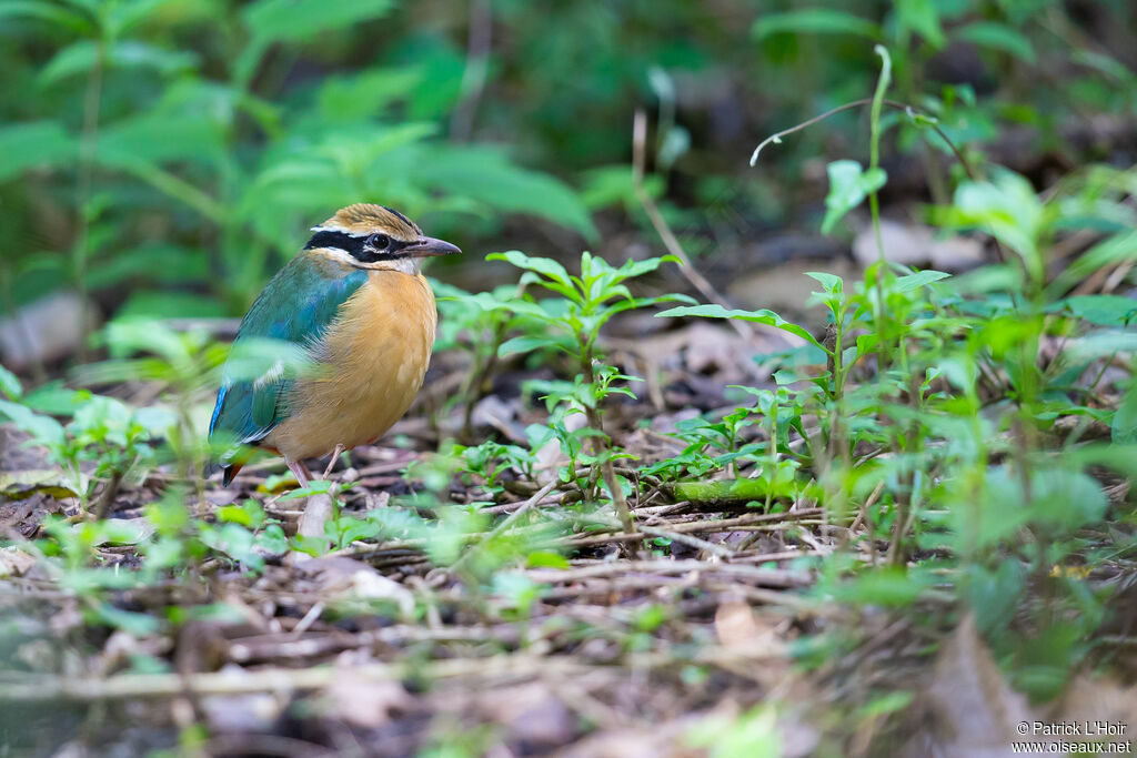 Indian Pitta