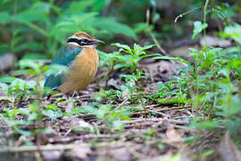 Indian Pitta