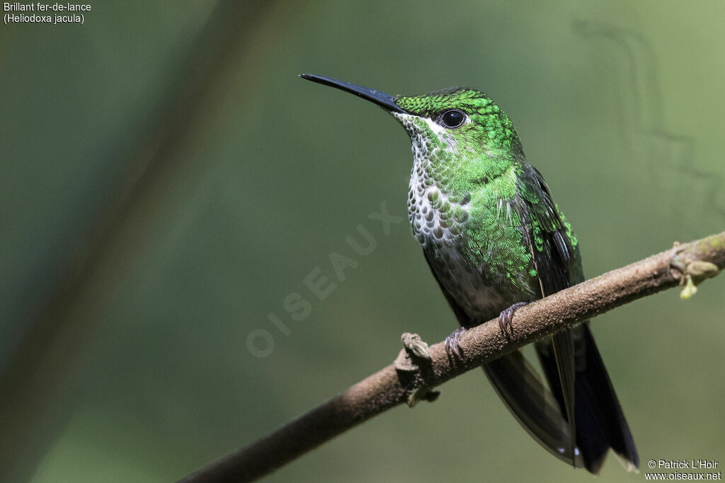 Green-crowned Brilliant female