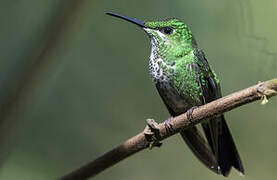 Green-crowned Brilliant