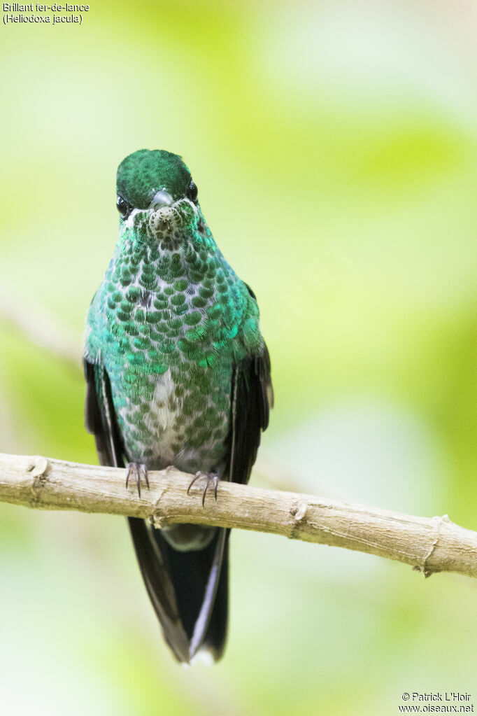 Green-crowned Brilliant