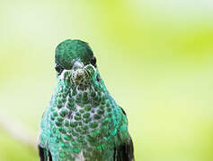 Green-crowned Brilliant