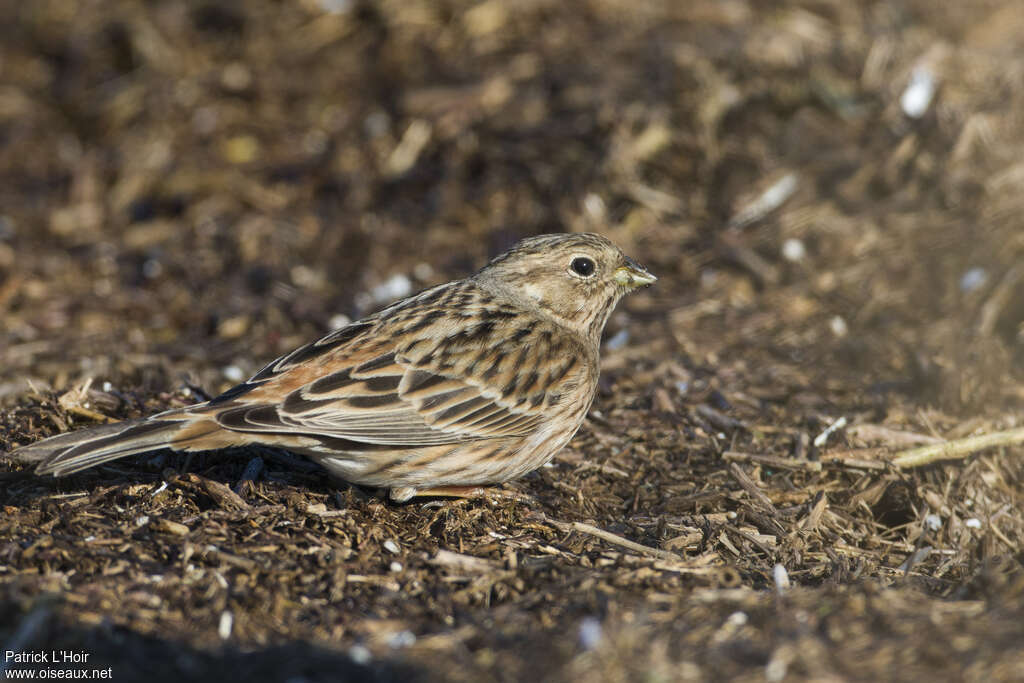 Pine Bunting female adult, pigmentation, Behaviour