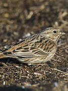 Pine Bunting