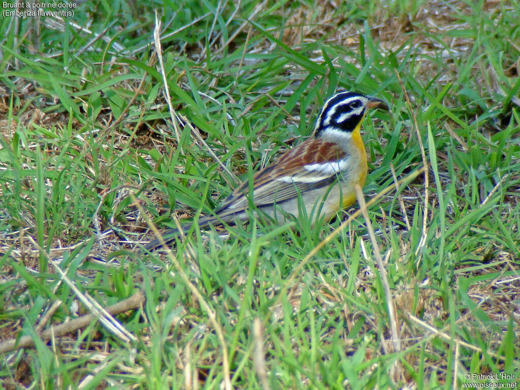 Golden-breasted Bunting