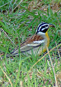 Bruant à poitrine dorée