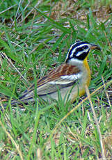 Bruant à poitrine dorée