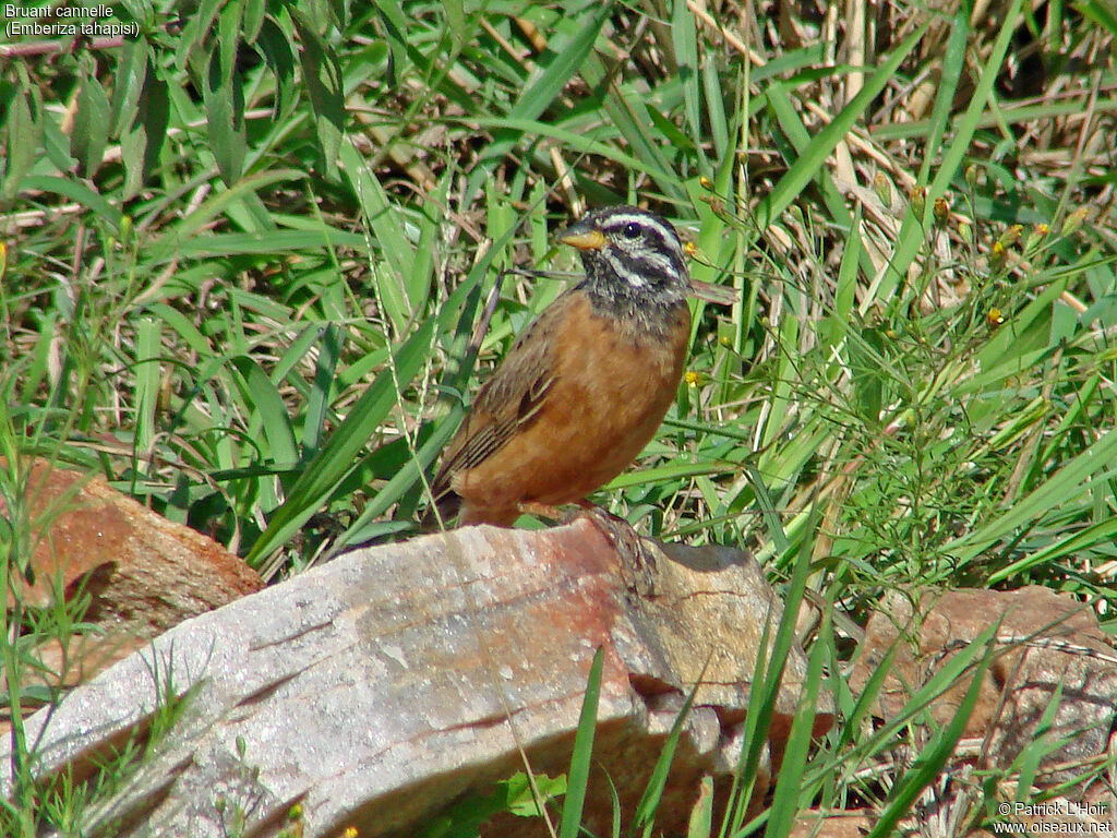 Cinnamon-breasted Bunting