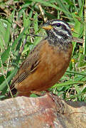 Cinnamon-breasted Bunting