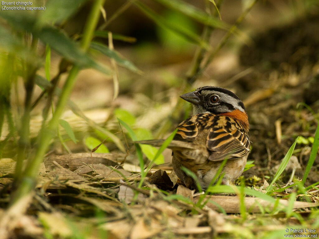 Rufous-collared Sparrowadult