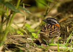 Rufous-collared Sparrow